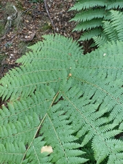 Cyathea colensoi
