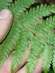 Cyathea colensoi