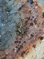 Oemethylus triangularis