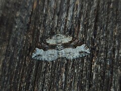 Epyaxa centroneura