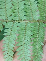 Cyathea colensoi