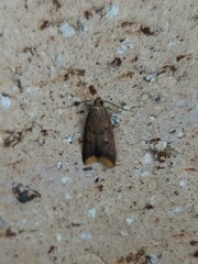 Tachystola acroxantha