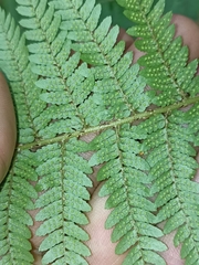 Cyathea colensoi