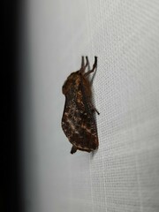 Elhamma australasiae