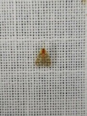 Saccharodite chrysonoe