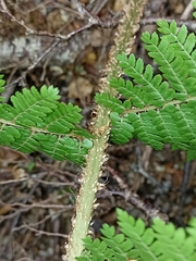 Cyathea colensoi