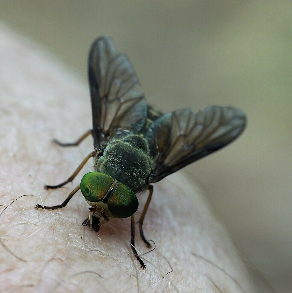 Cydistomorpha