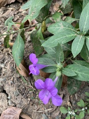 Barleria cristata
