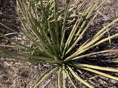 Agave schottii