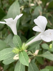 Barleria cristata