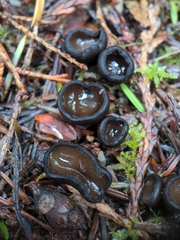Pseudoplectania melaena