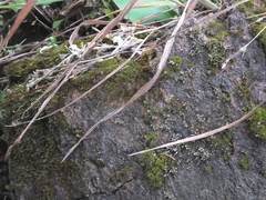 Weissia