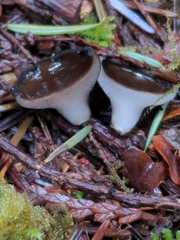 Pseudoplectania melaena