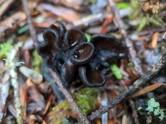 Pseudoplectania melaena