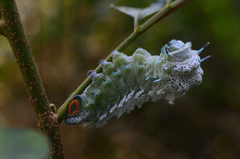 Attacus taprobanis