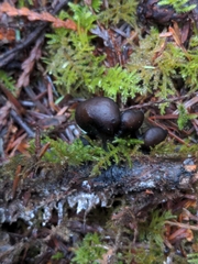 Pseudoplectania melaena