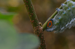 Attacus taprobanis