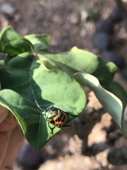 Scutiphora pedicellata