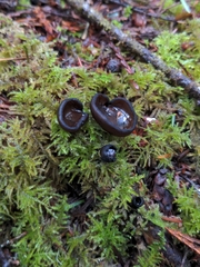 Pseudoplectania melaena