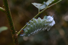 Attacus taprobanis
