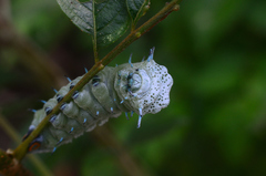 Attacus taprobanis