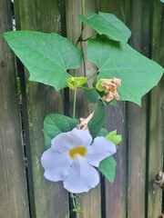 Thunbergia grandiflora image