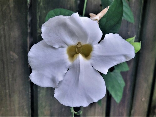 Thunbergia grandiflora image