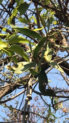 Dendrophthoe falcata