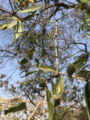 Dendrophthoe falcata