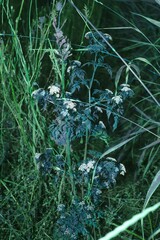 Aethusa