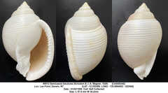 Semicassis bisulcata