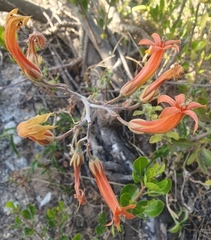 Tylecodon grandiflorus