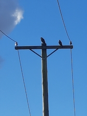 Falco novaeseelandiae