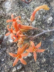 Tylecodon grandiflorus