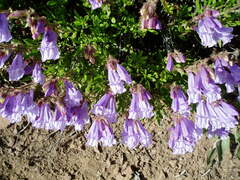 Penstemon