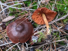 Cortinarius cinnamomeus