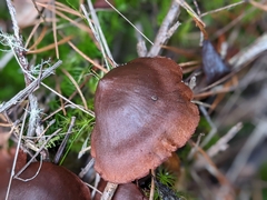 Cortinarius cinnamomeus