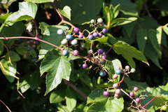 Ampelopsis glandulosa heterophylla