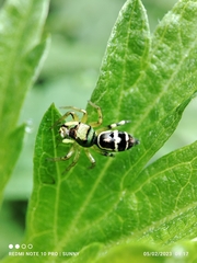 Cosmophasis thalassina
