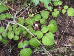 Rubus phoenicolasius