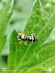 Cosmophasis thalassina