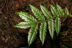 Flindersia xanthoxyla