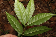 Flindersia xanthoxyla