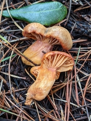 Chroogomphus tomentosus