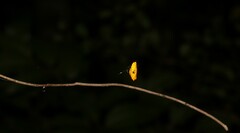 Gasteracantha quadrispinosa