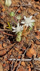 Actinotus leucocephalus