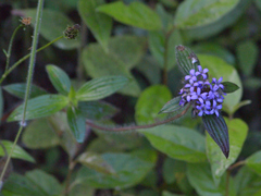 Crusea hispida