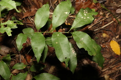 Alectryon reticulatus