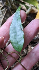 Passiflora tetrandra
