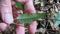 Passiflora tetrandra